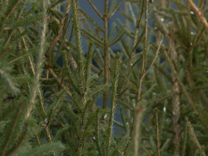 На Смоленщине стартуют рейды против незаконной вырубки новогодних елок