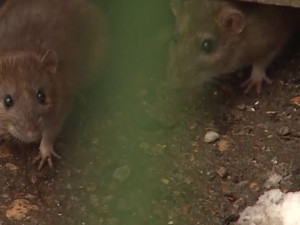 Видео: Жильцов многоэтажного дома атакуют крысы